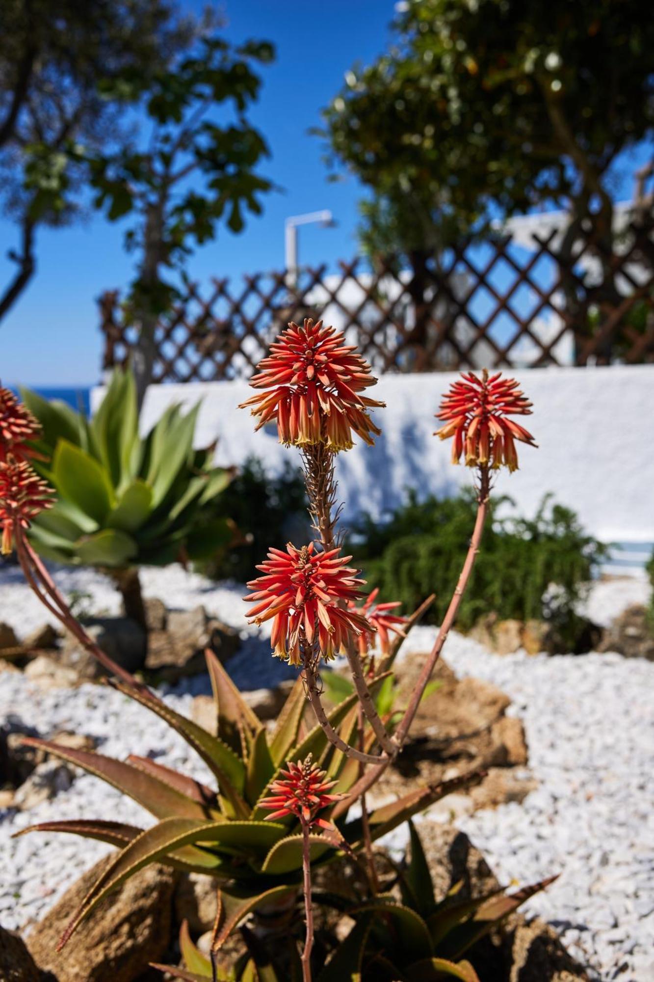Sand Lily Villa Mykonos Mykonos Town Eksteriør billede